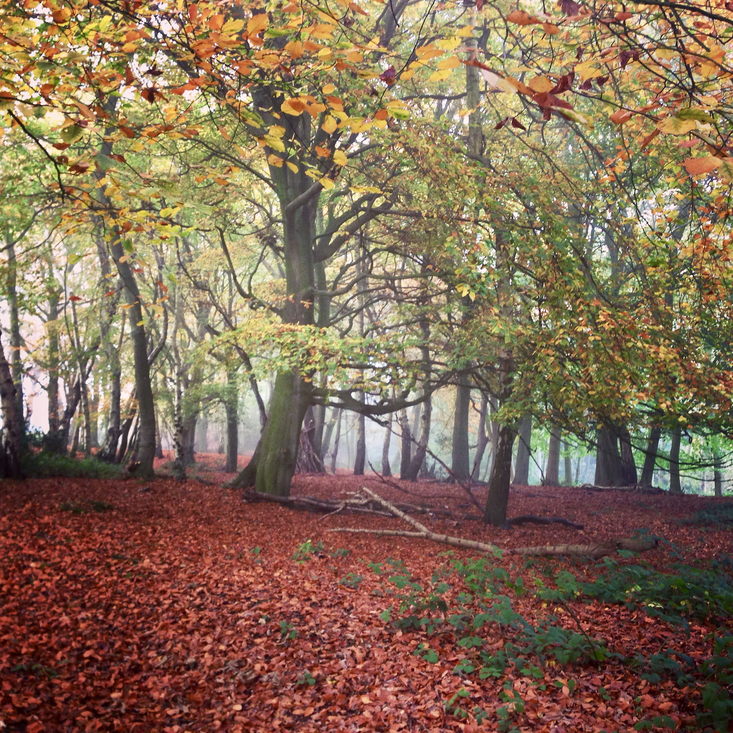 transition of leaves during Autumn